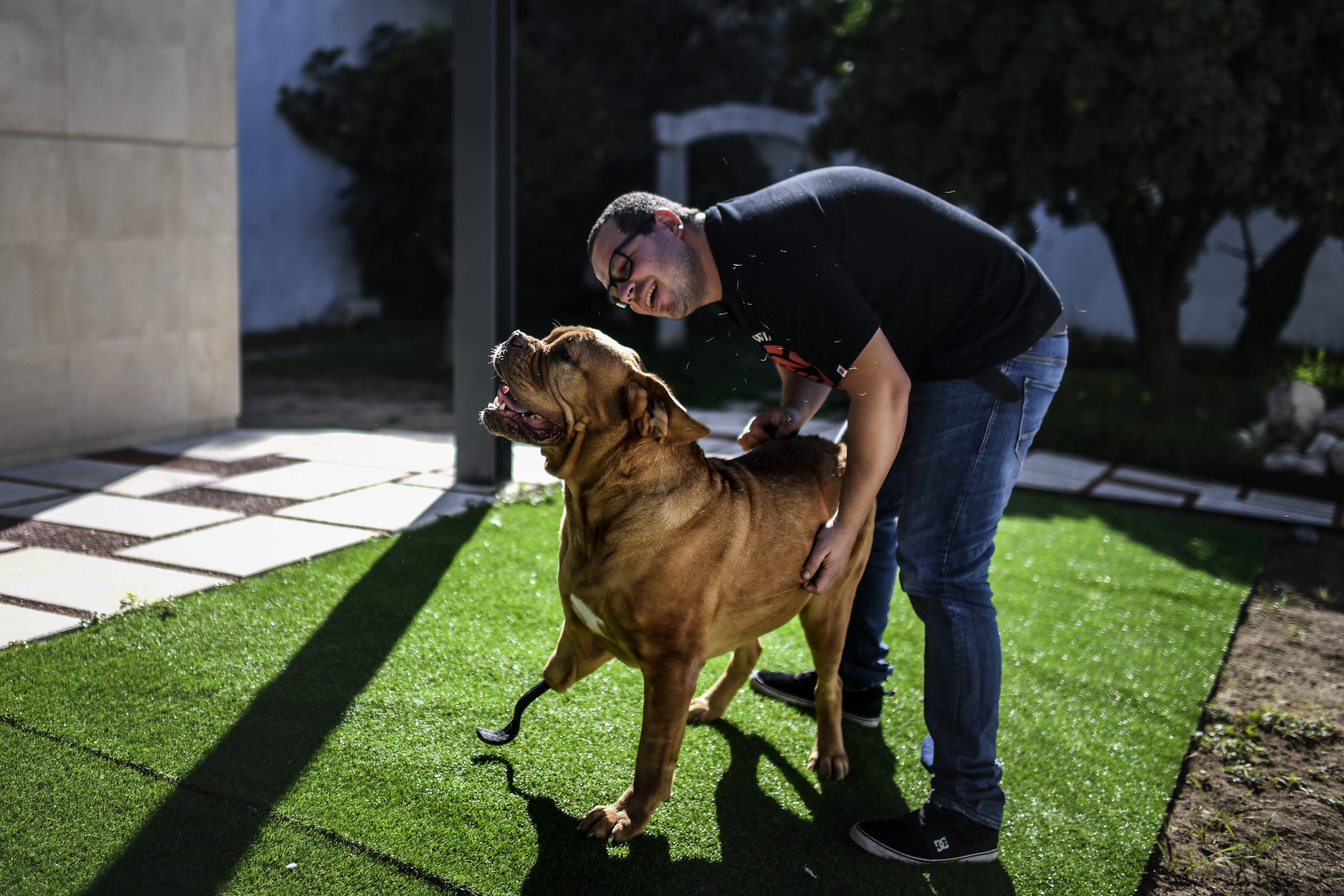 Ronda, a Dogue de Bordeaux portuguesa que voltou a andar graças a uma prótese pioneira de titânio e fibra de carbono