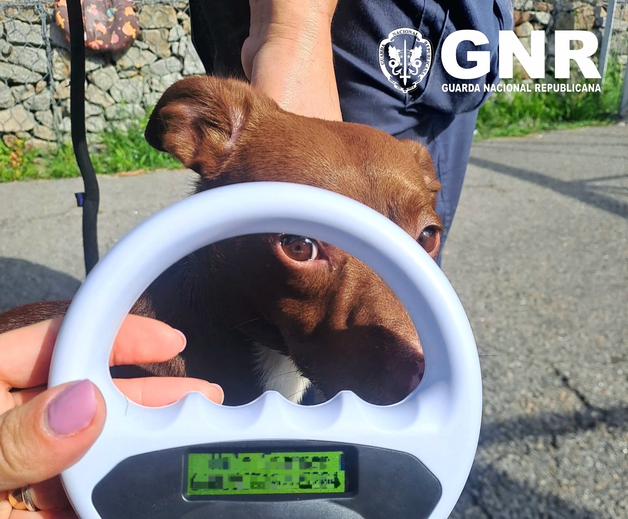 GNR resgata quatro cães em caso de alegados maus-tratos em Matosinhos