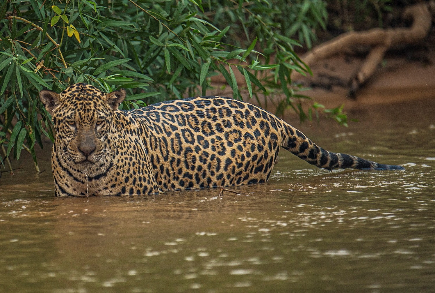 Indígenas exigem a líderes mundiais proteção concreta para a Amazónia