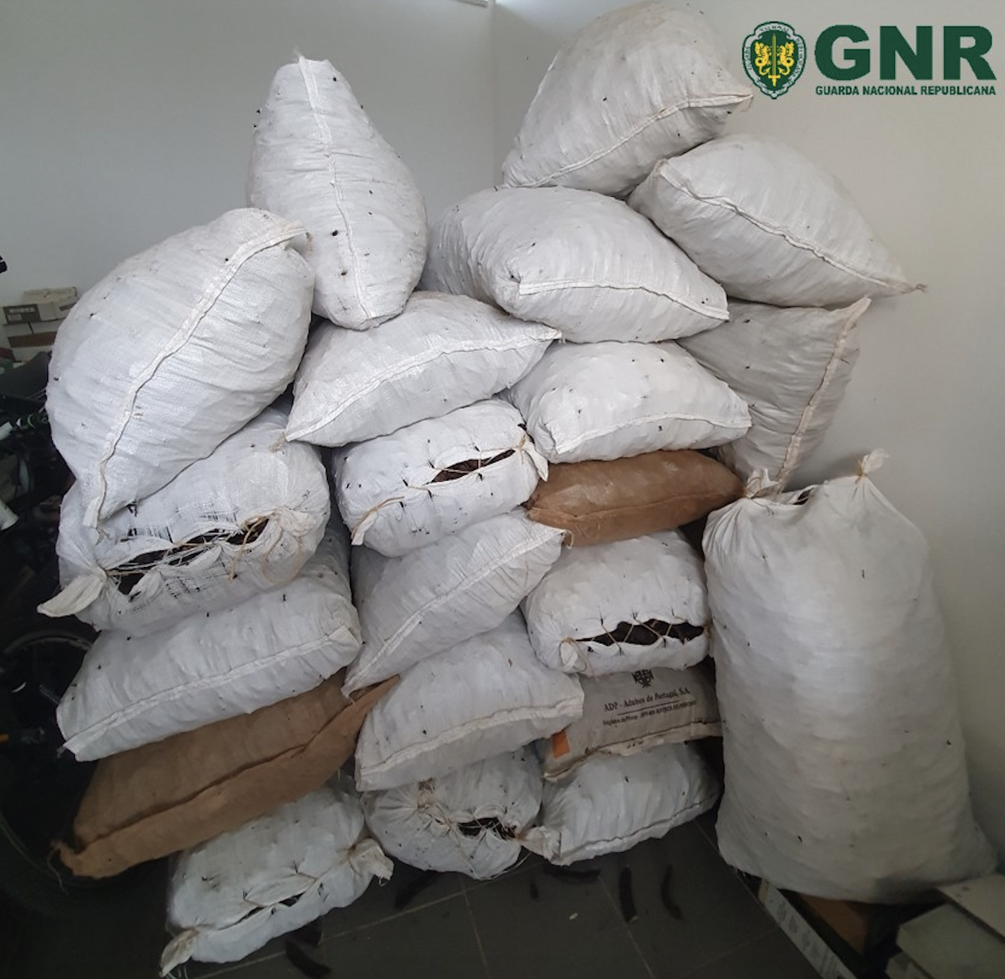 Furtaram 750 quilos de alfarroba e foram apanhados numa operação STOP da GNR
