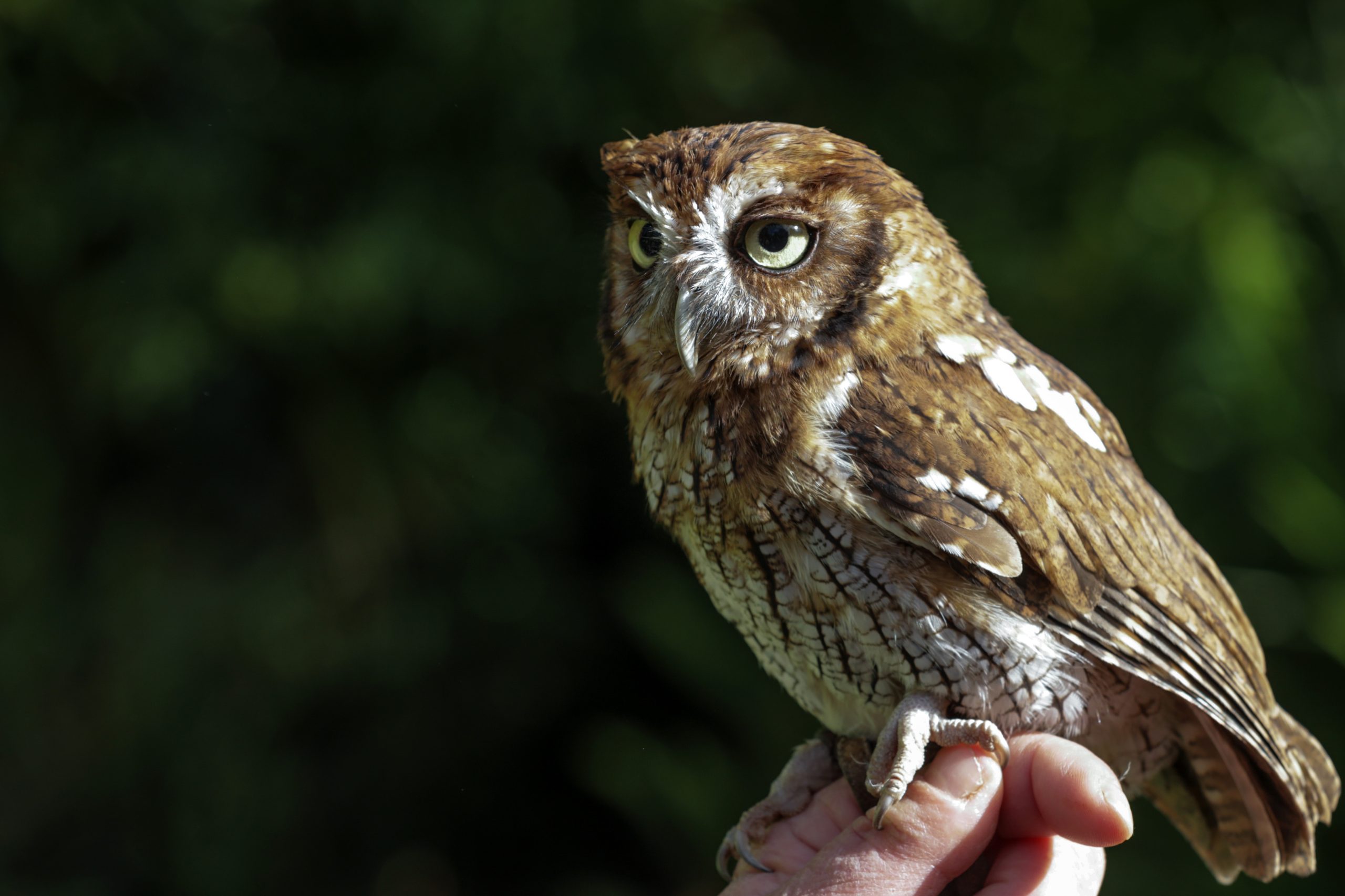 GNR apreendeu 164 aves em ação de fiscalização e proteção da vida selvagem