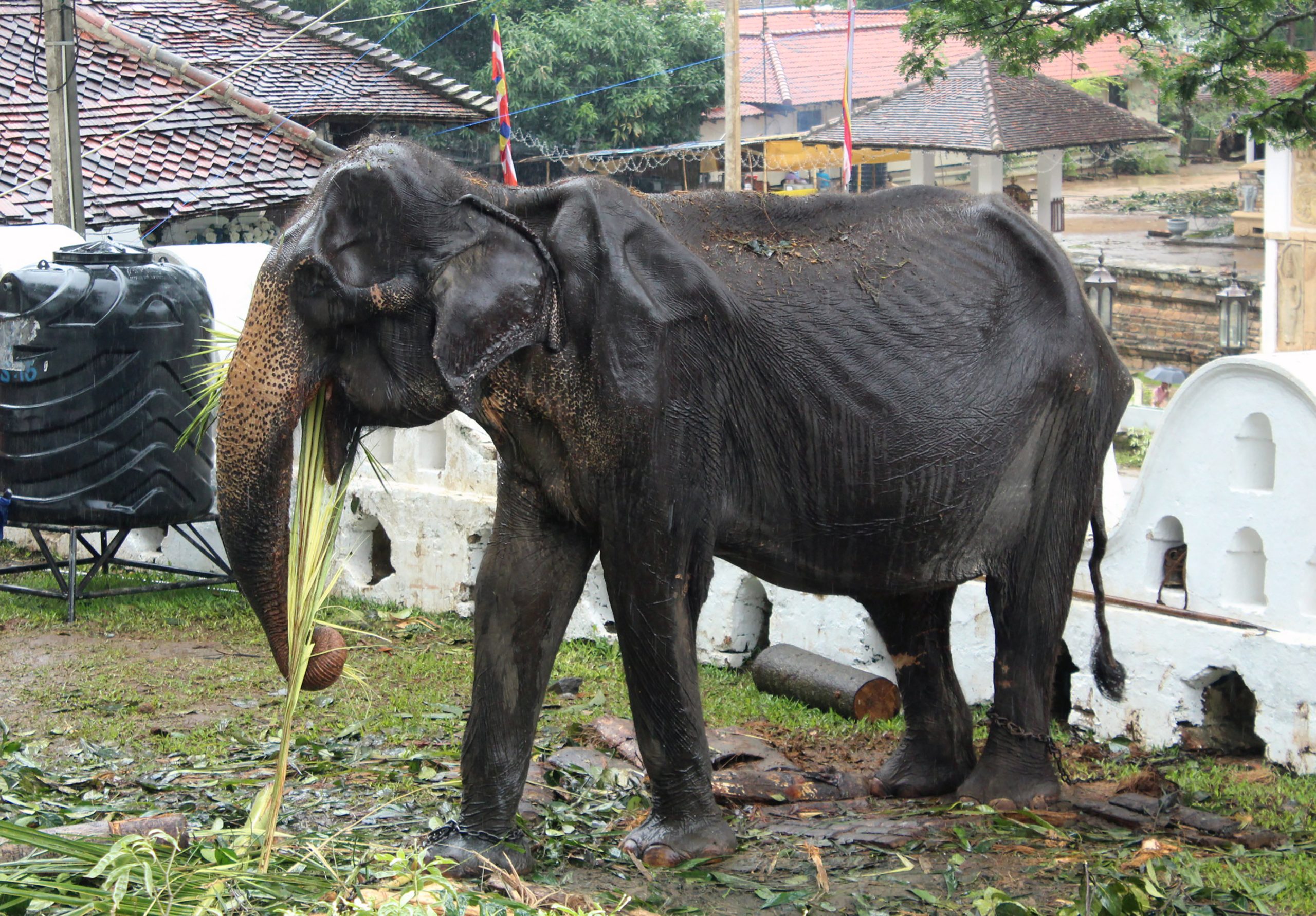 Morreu Tikiri, o elefante fêmea que provocou polémica no Sri Lanka devido à sua magreza