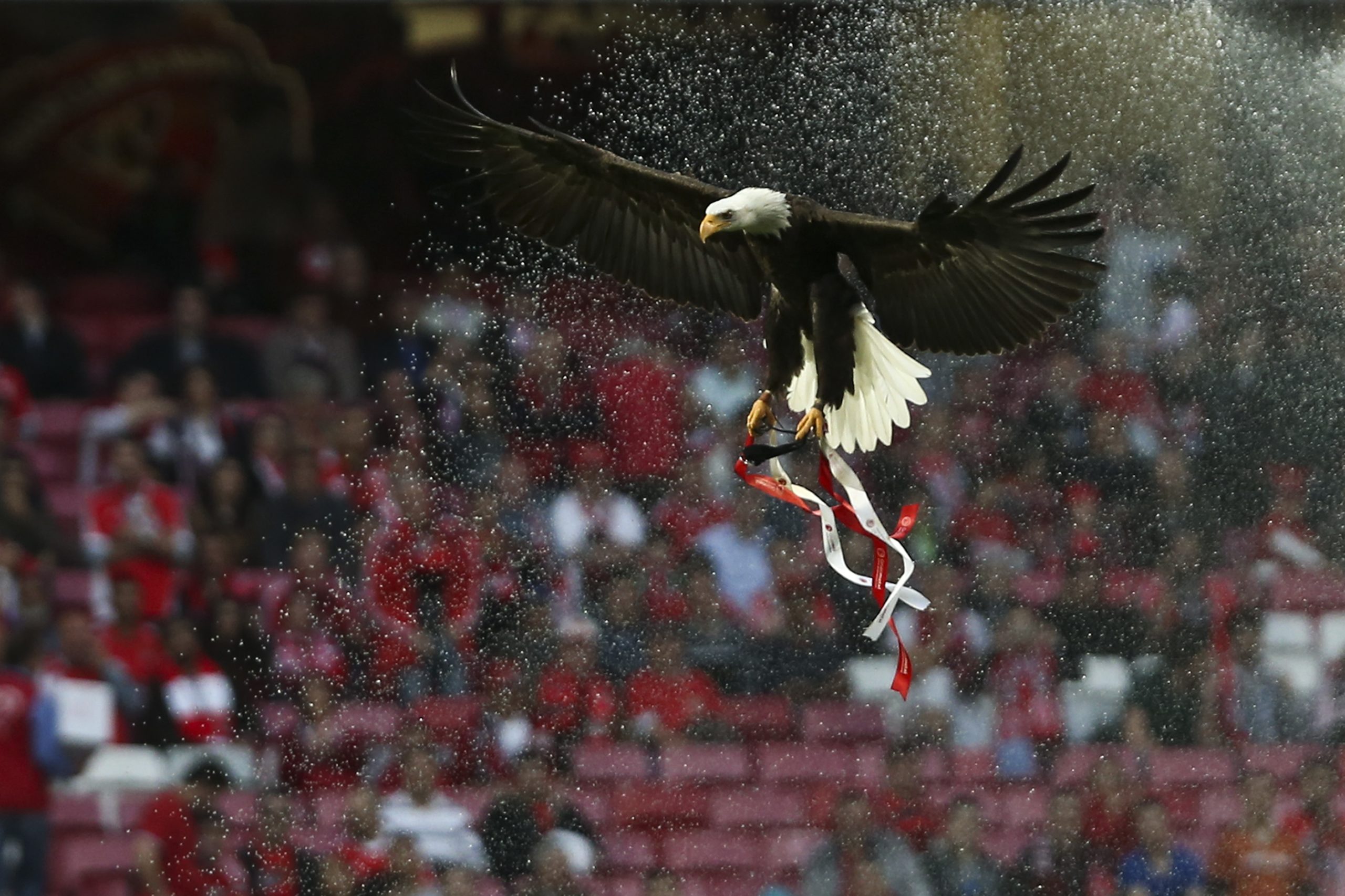 Rodrigo Matos assina contrato profissional com o Benfica
