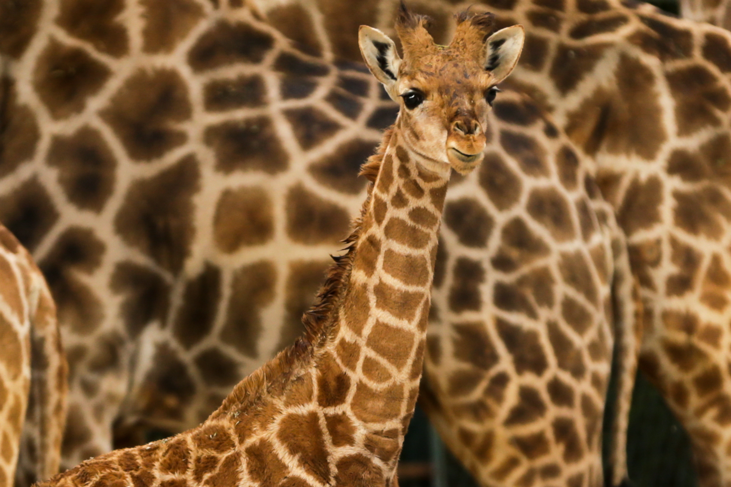 “Pequena” girafa-de-angola é a nova residente do Jardim Zoológico de Lisboa