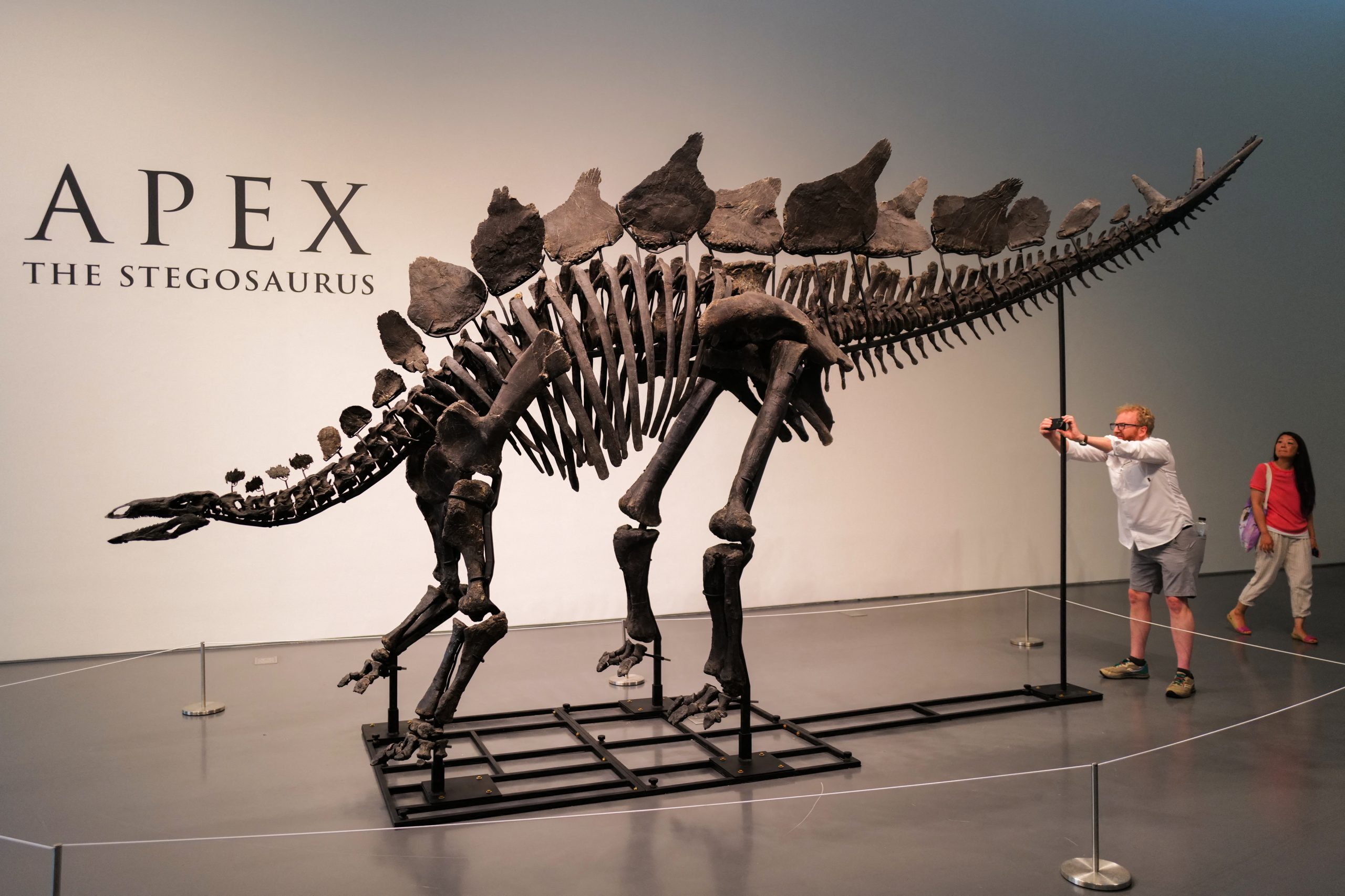 Bilionário americano compra Apex, o esqueleto de dinossauro mais caro do mundo, para emprestá-lo a museu