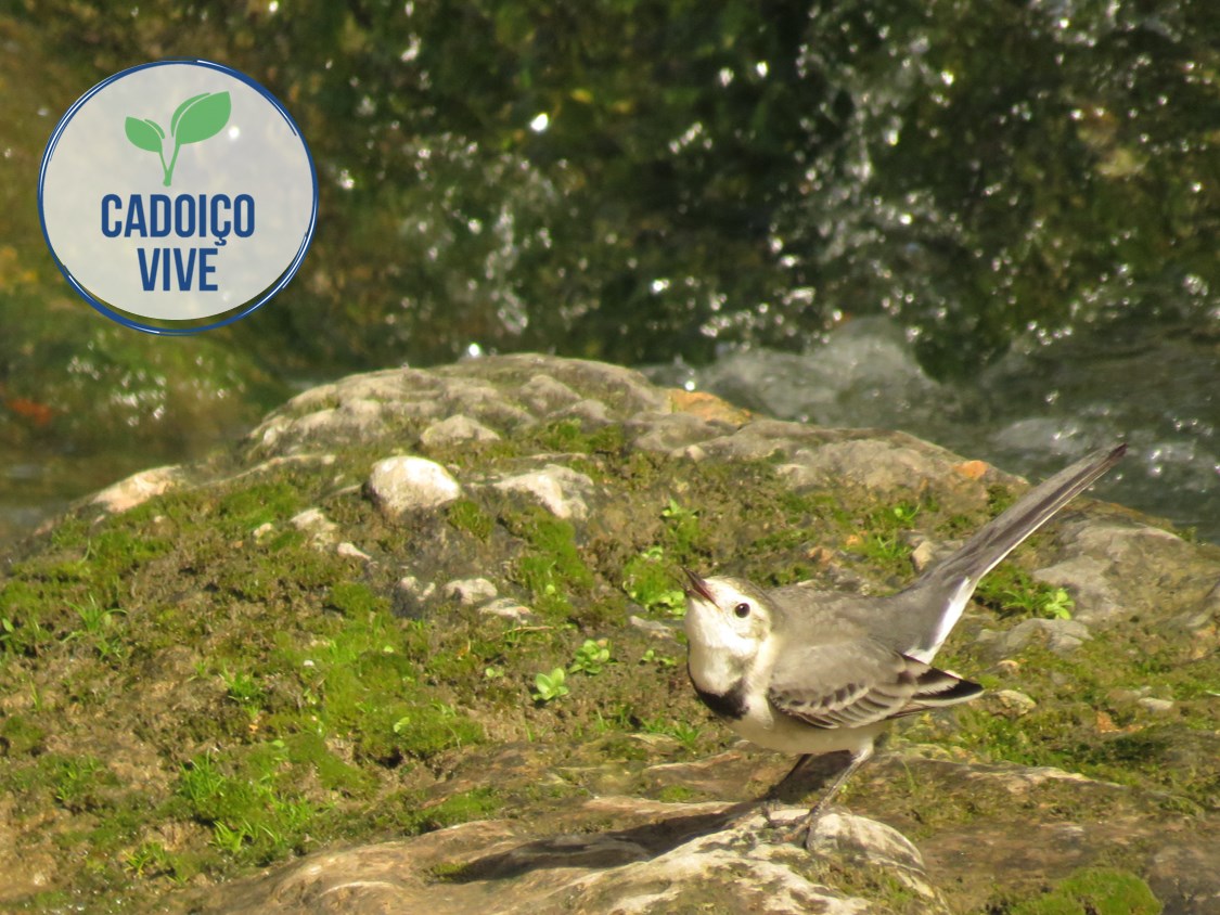 Ribeira do Cadoiço, Loulé. Intervenção é primeiro passo para novo parque verde na região