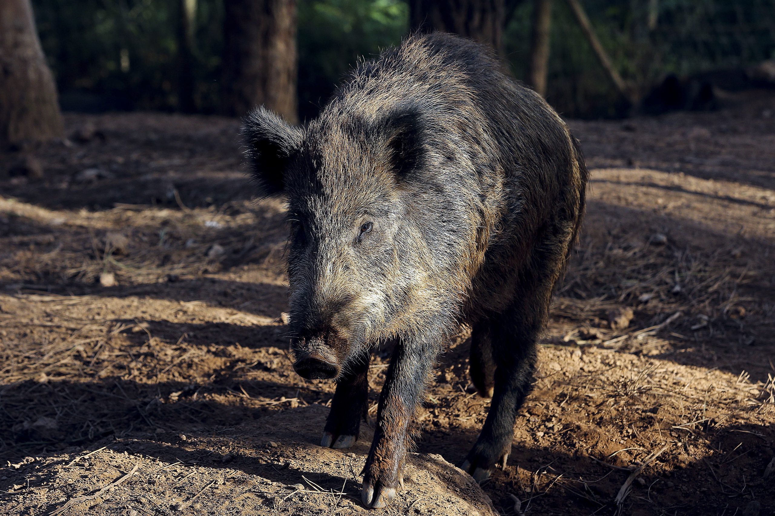 Javalis provocaram 8 ME de prejuízo nas searas de milho