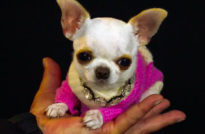 Mais pequena do que um comando de televisão. Pearl, a chihuahua, tem o novo recorde do Guinness