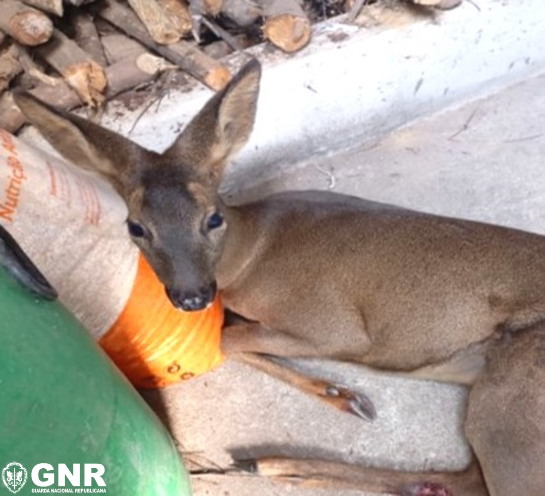 GNR resgata corça ferida na Covilhã