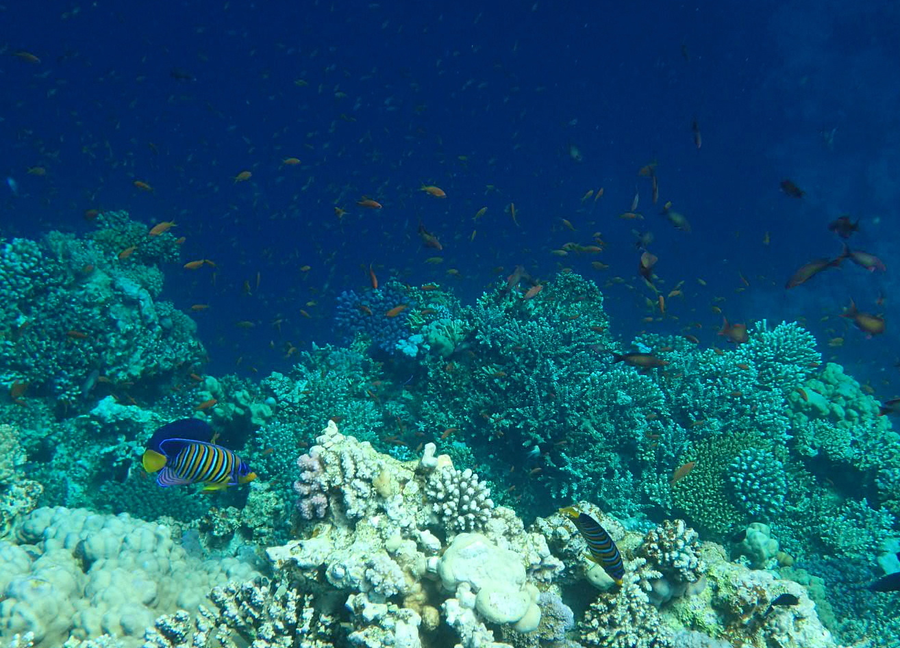Desoxigenação dos oceanos torna tubarão azul mais vulnerável à pesca