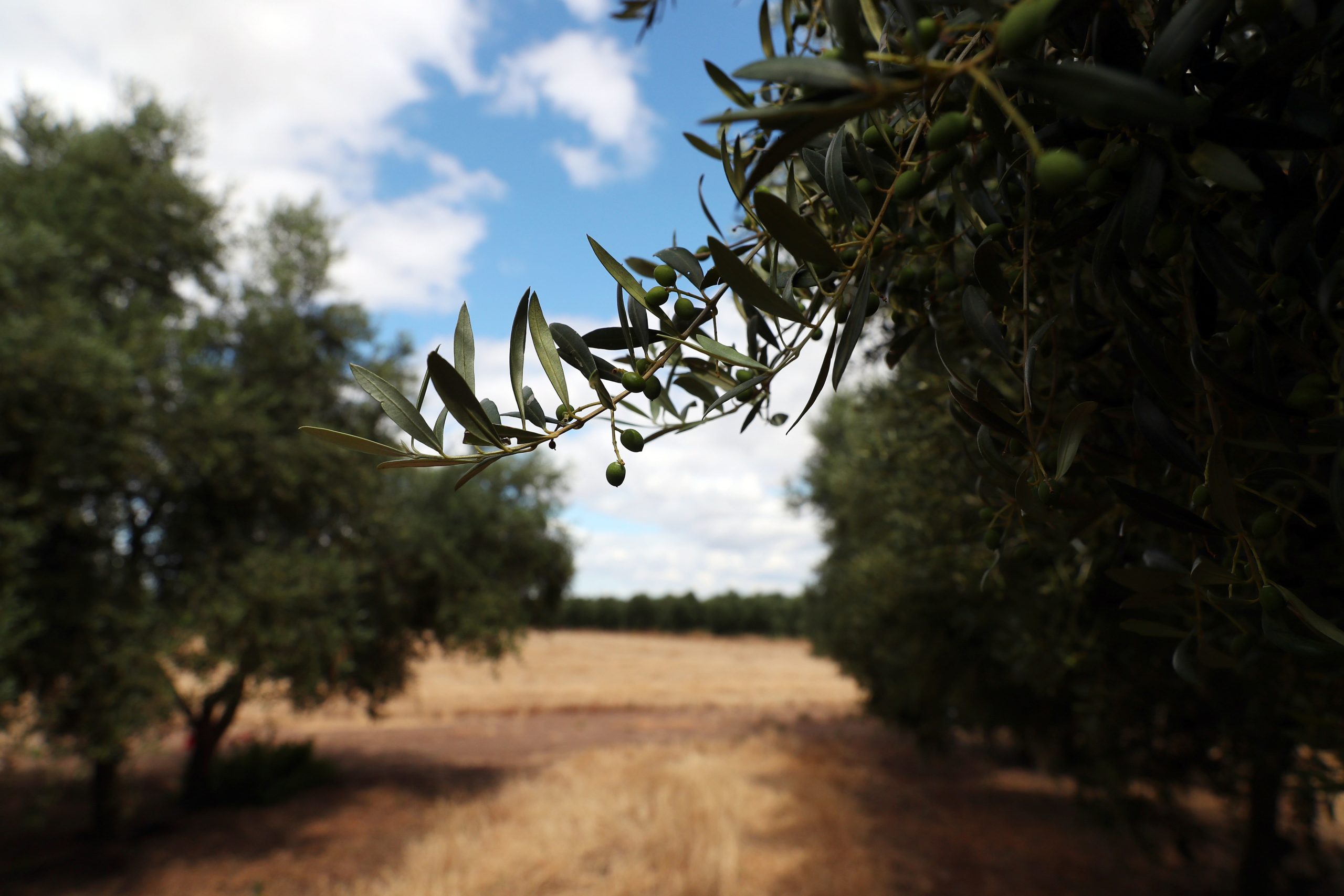 Governo atribui isenção de IRS a estudantes que trabalhem na agricultura