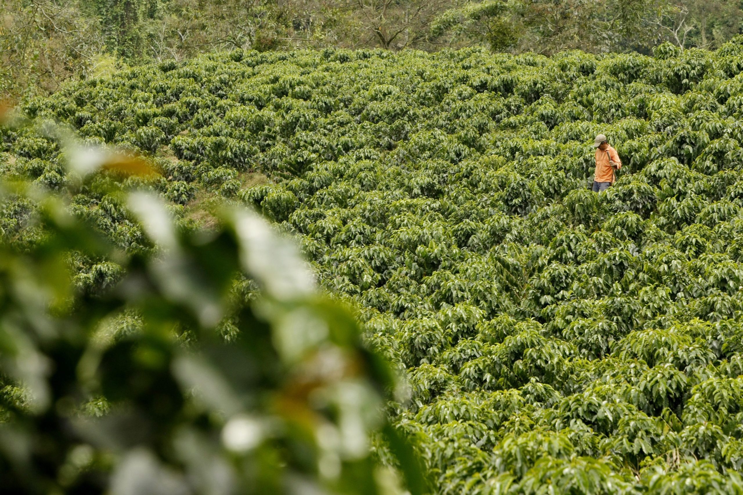 A produção mundial de café está em perigo. A culpa é das alterações climáticas