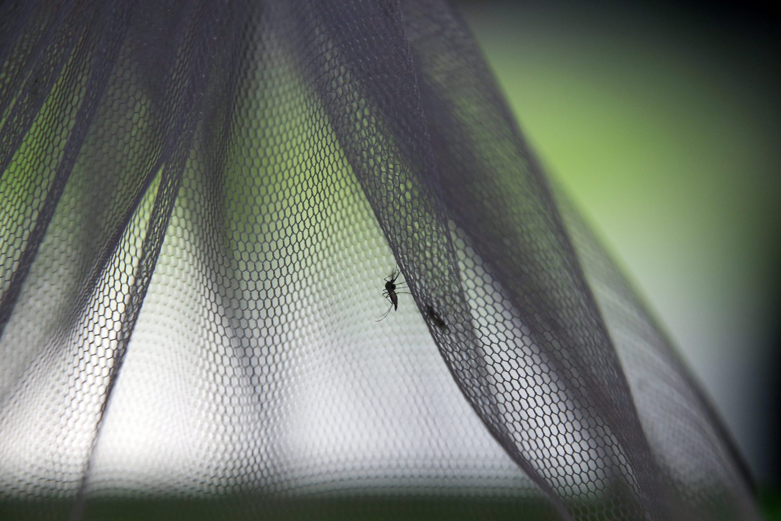 Investigadores de Coimbra desenvolvem produtos para controlo de espécies de mosquitos que transmitem doenças