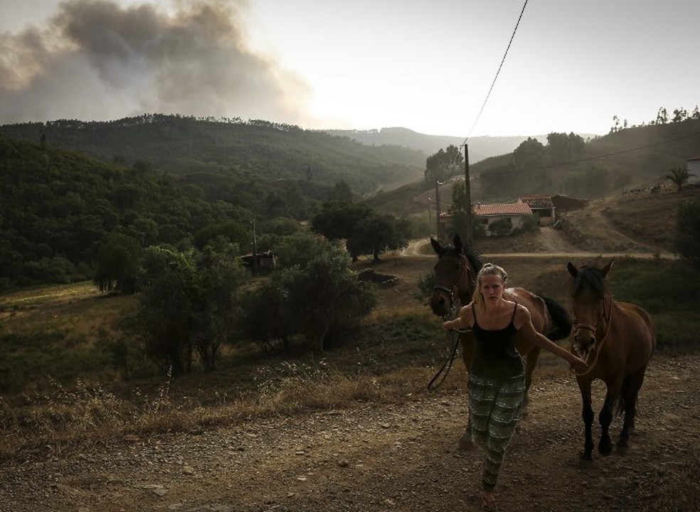 PAN pede reforço de verbas para ajudar animais afetados pelos incêndios