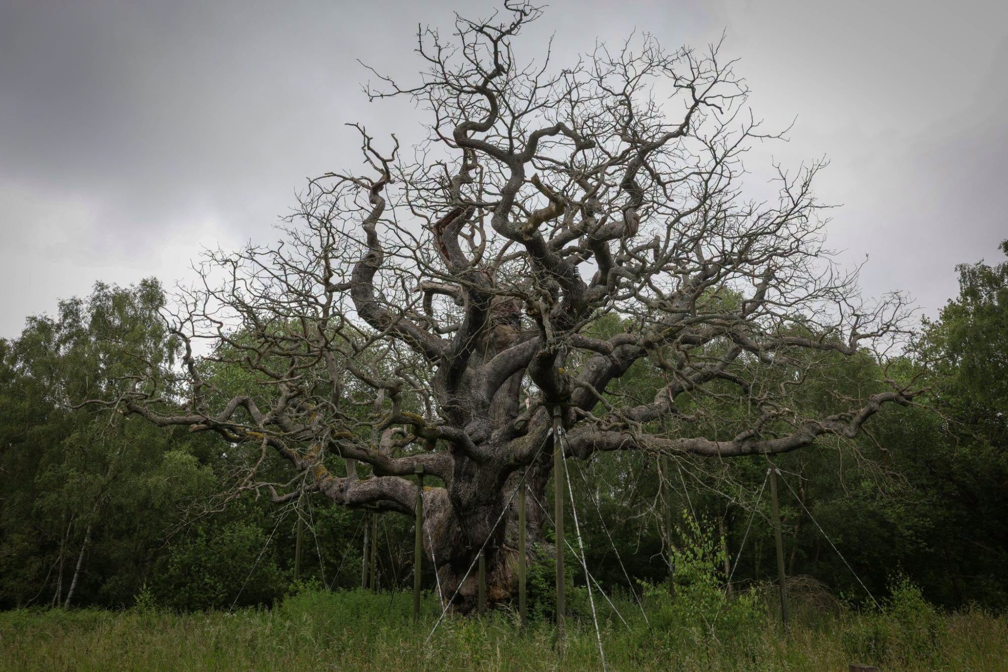 Major Oak, a lendária árvore de Robin dos Bosques, morre após mais de mil anos