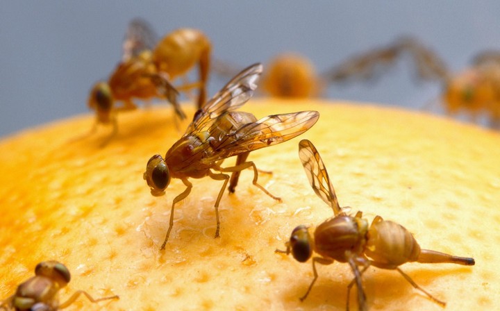 Apetite e bactérias intestinais nas moscas da fruta. Há uma ligação e os cientistas descobriram-na
