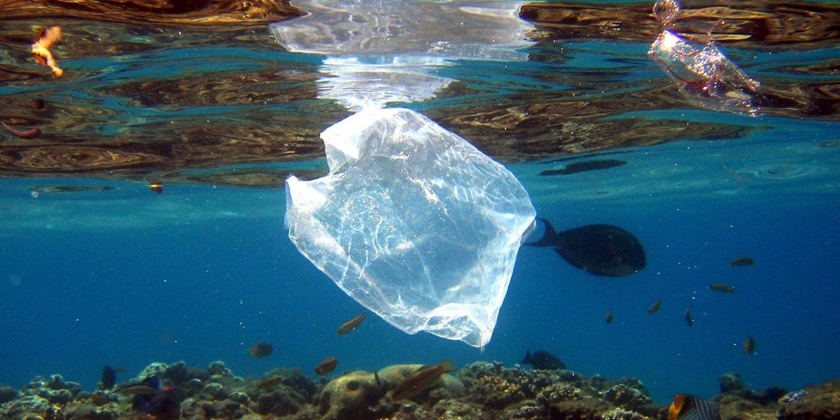 Quatro atletas anunciam mudança de vida para alertar para o plástico nos oceanos
