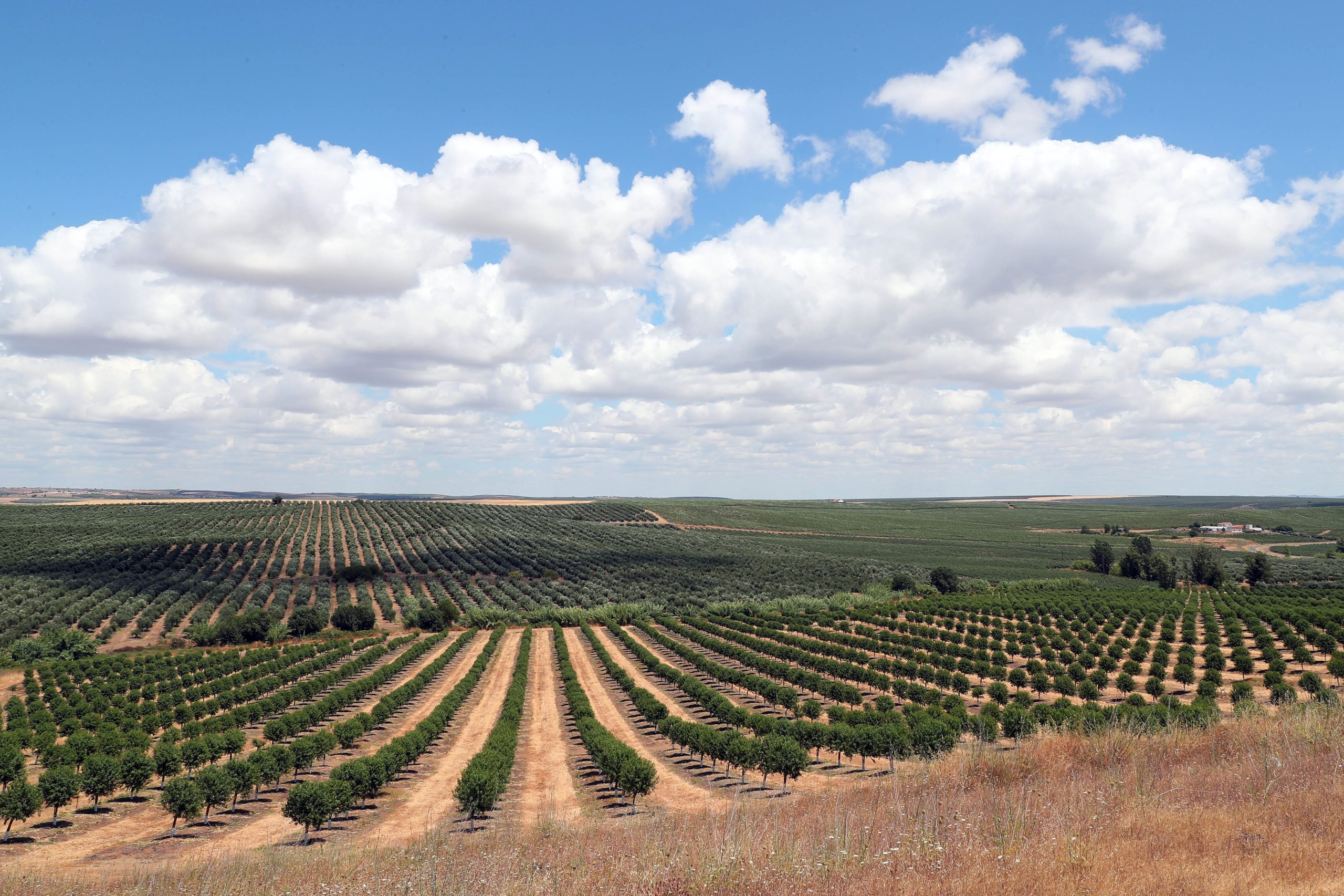 Petição quer impedir “expansão da agricultura intensiva” no sudoeste alentejano