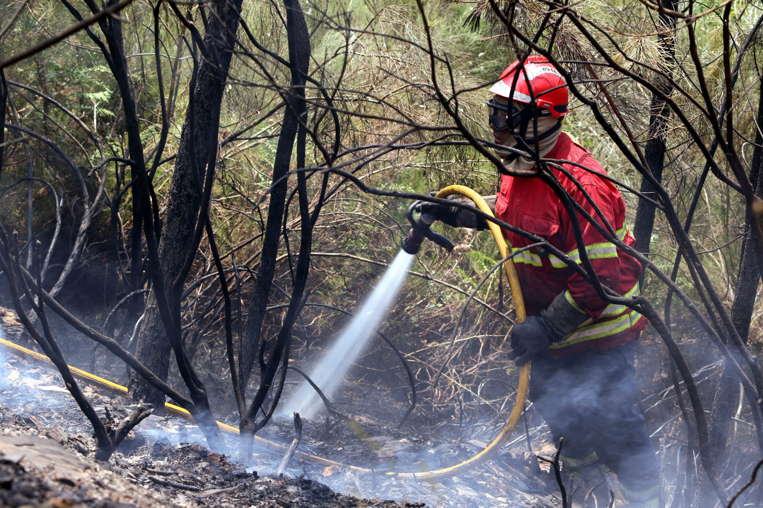 Incêndios: Fogo de Oleiros já destruiu 10 mil hectares de floresta