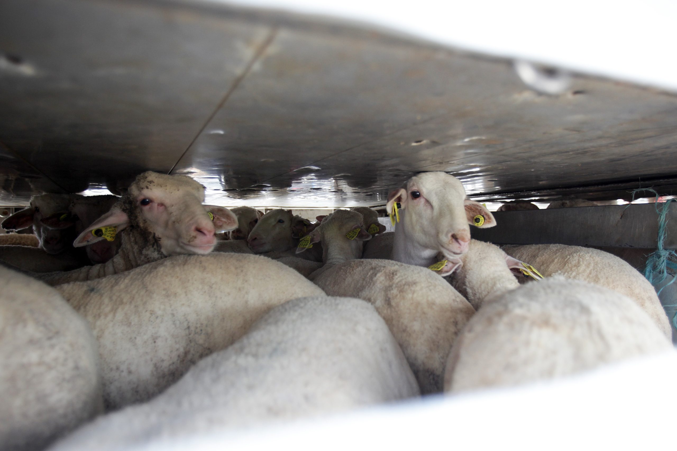 Portugal retoma exportações de animais vivos para Israel