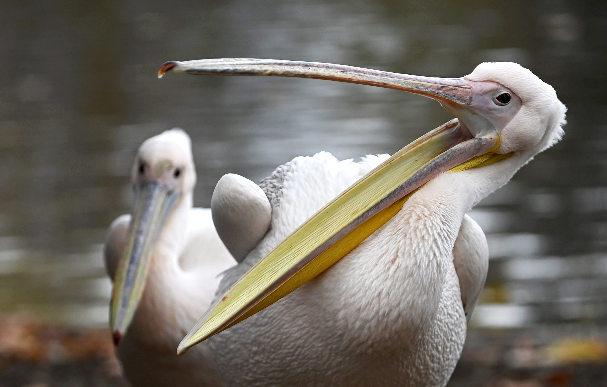 Gripe aviária está na origem da morte de 750 pelicanos no Senegal