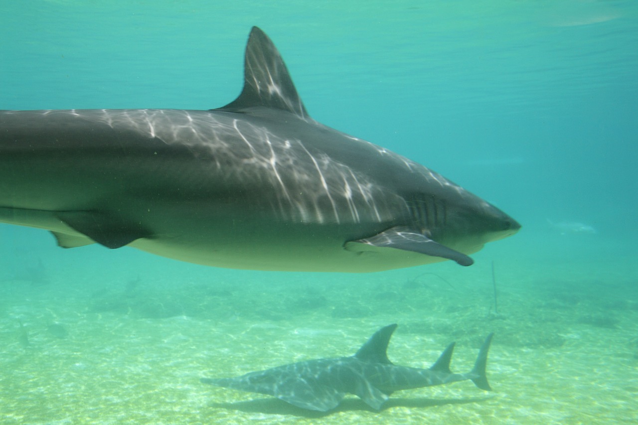 Aquecimento das águas dos oceanos está a afastar os tubarões dos recifes de corais