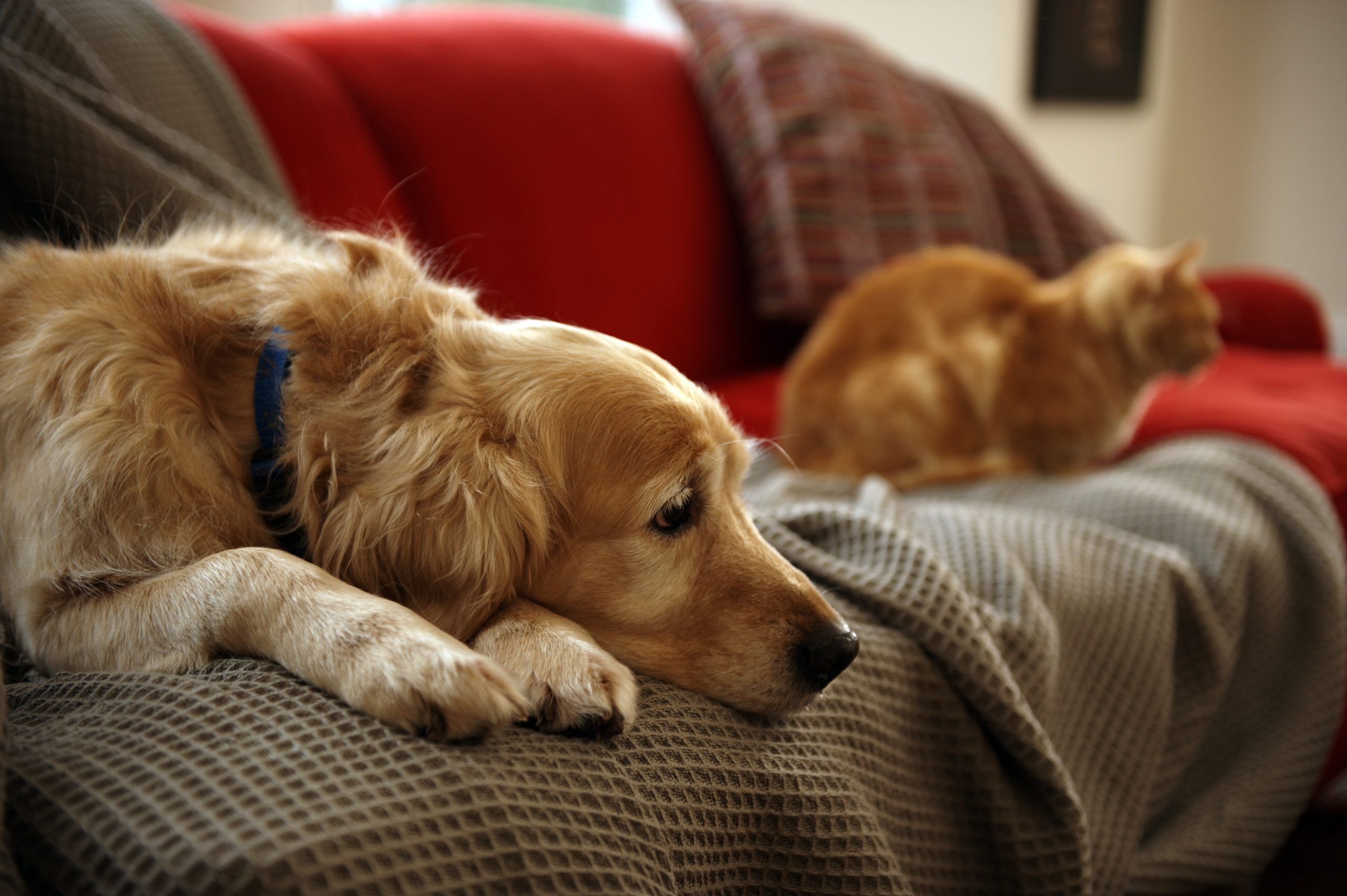 Câmara da Trofa oferece incentivos à adoção de cães e gatos