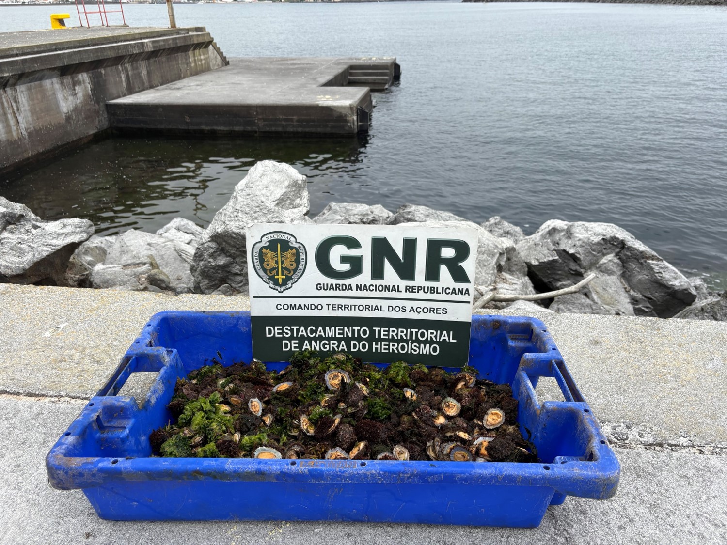 Lapas à solta: suspeitos fogem e deixam moluscos na areia que acabam apreendidos pela GNR