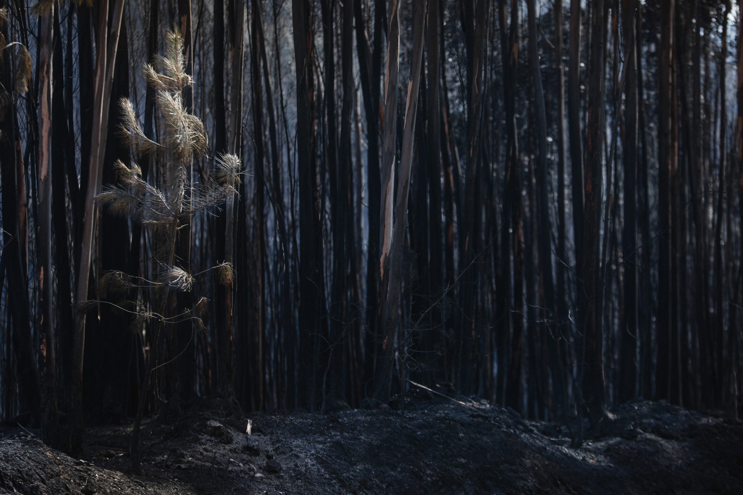 Incêndios: Investimento prevê apoio de fundos públicos, privados e europeus