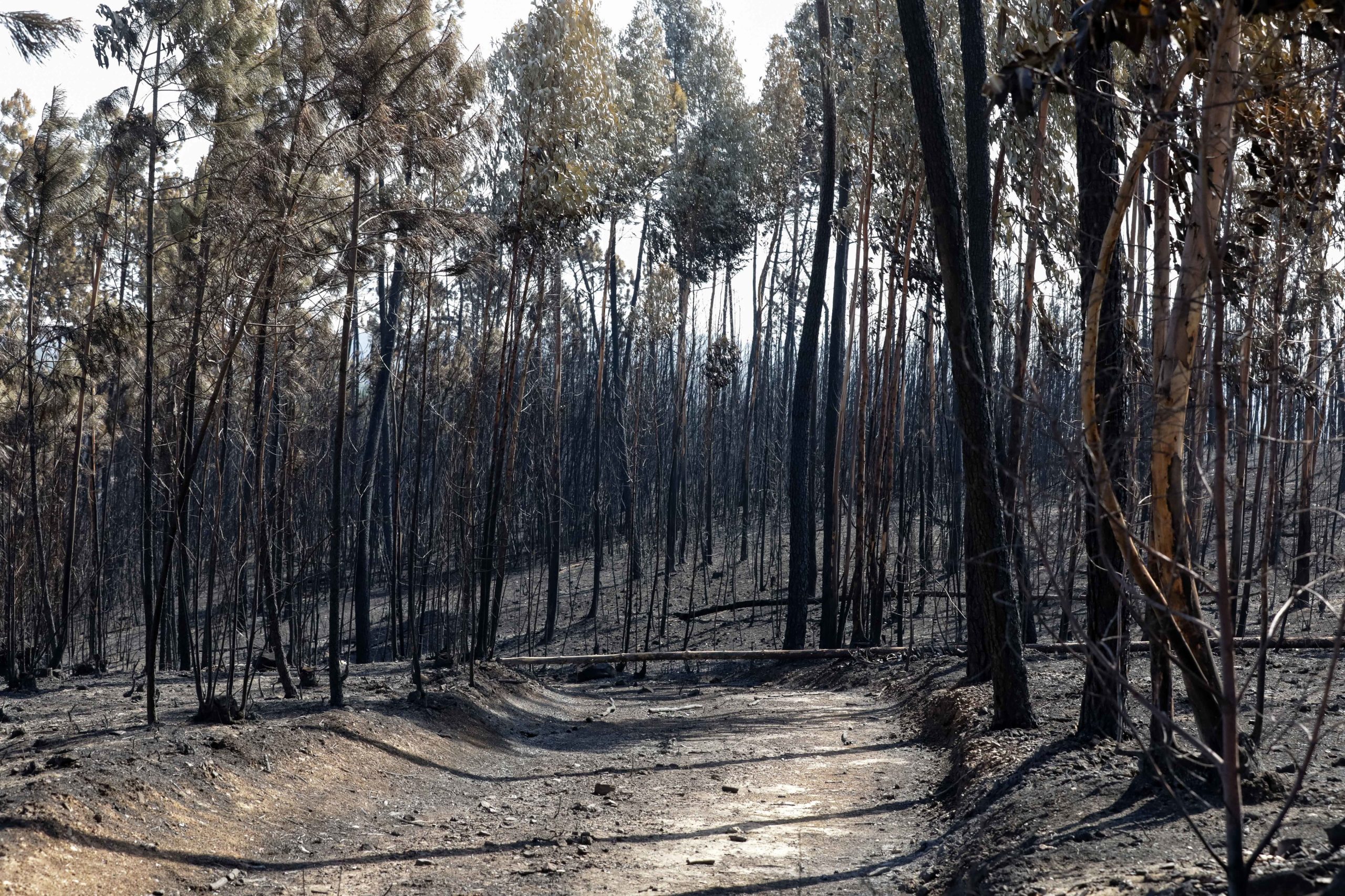 Incêndios: Grupo de trabalho prepara projeto agroflorestal para Vila de Rei, Sertã e Mação