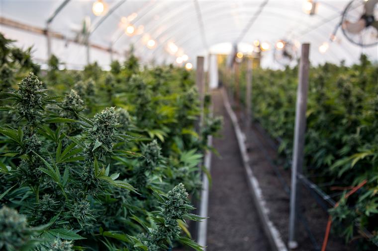 Holigen investe 45 milhões de euros em produção de canábis medicinal em Portugal