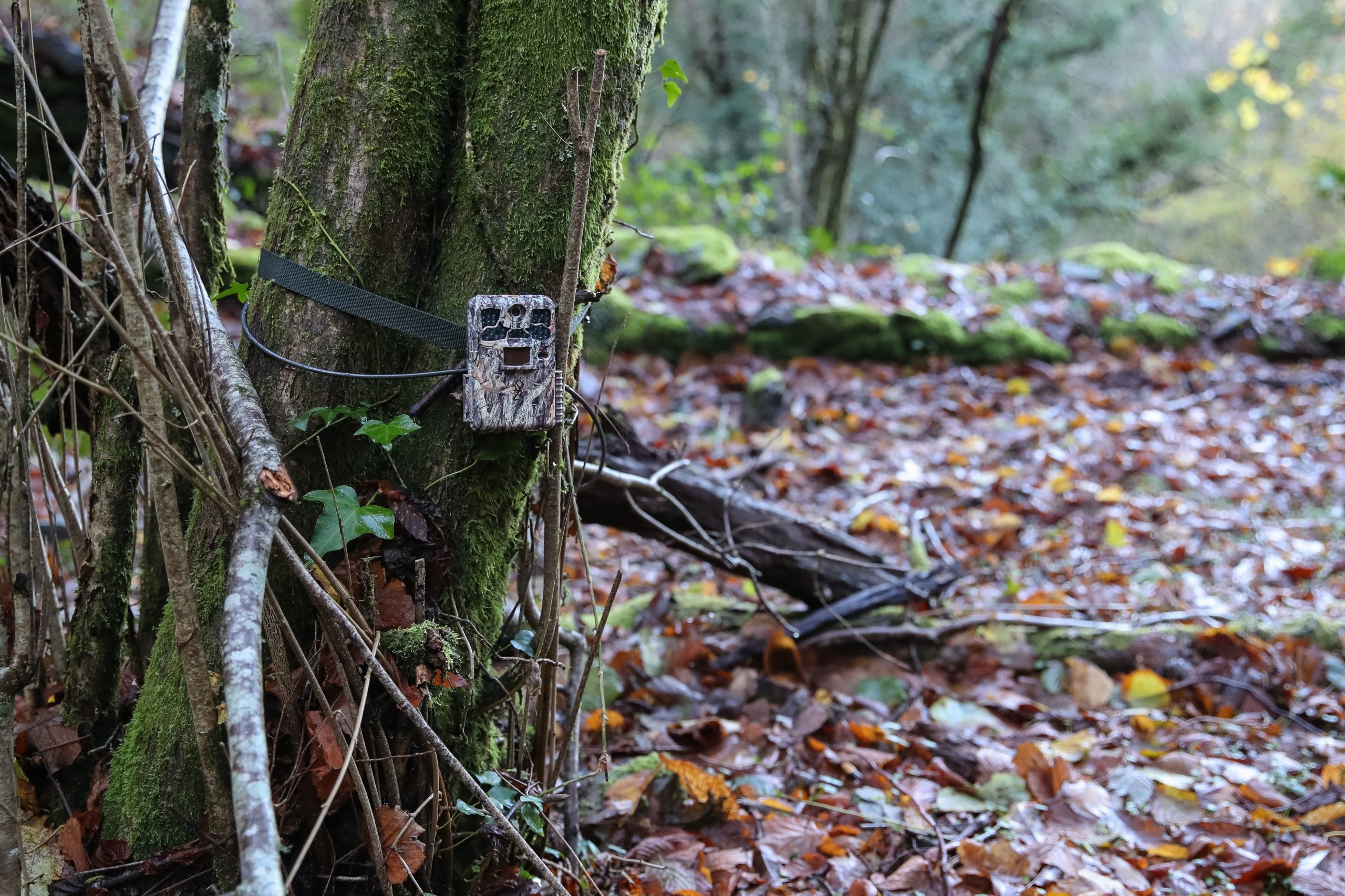 “Está ali qualquer coisa em baixo”. À procura do gato-bravo na Serra da Lousã