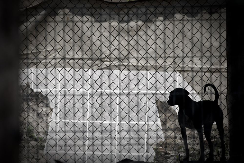 Câmara de Braga garante estar “na vanguarda” das política de proteção animal