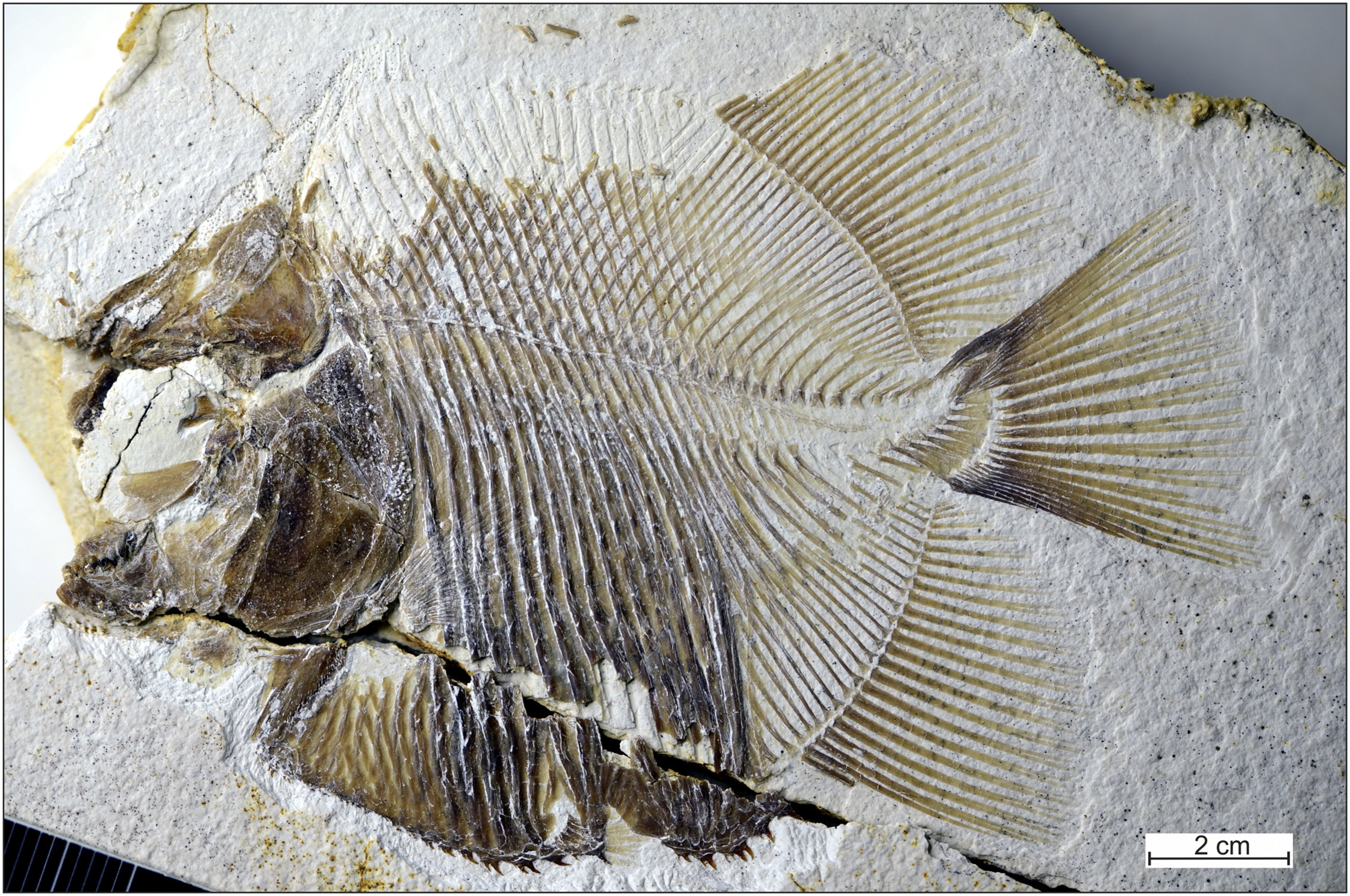 Descoberta “piranha” de água salgada com 150 milhões de anos