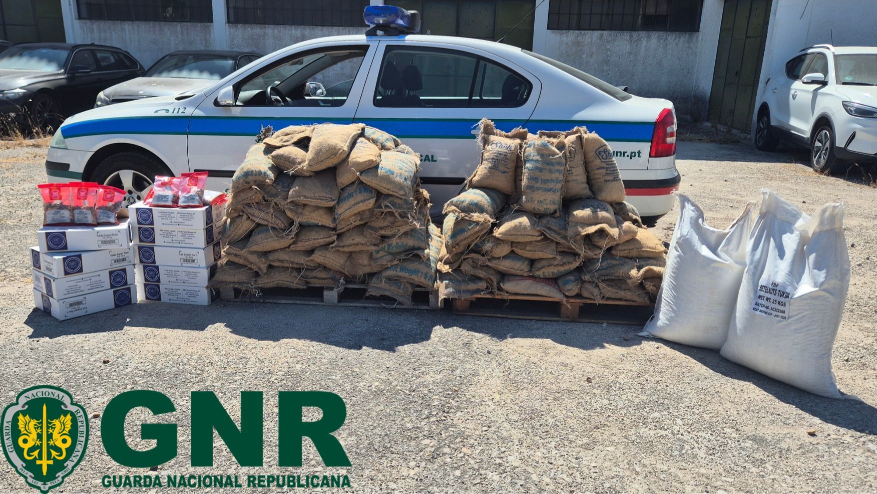GNR apreende 568 quilos de noz de areca em estabelecimento comercial em Lisboa. Fruto integra lista de substâncias psicoativas