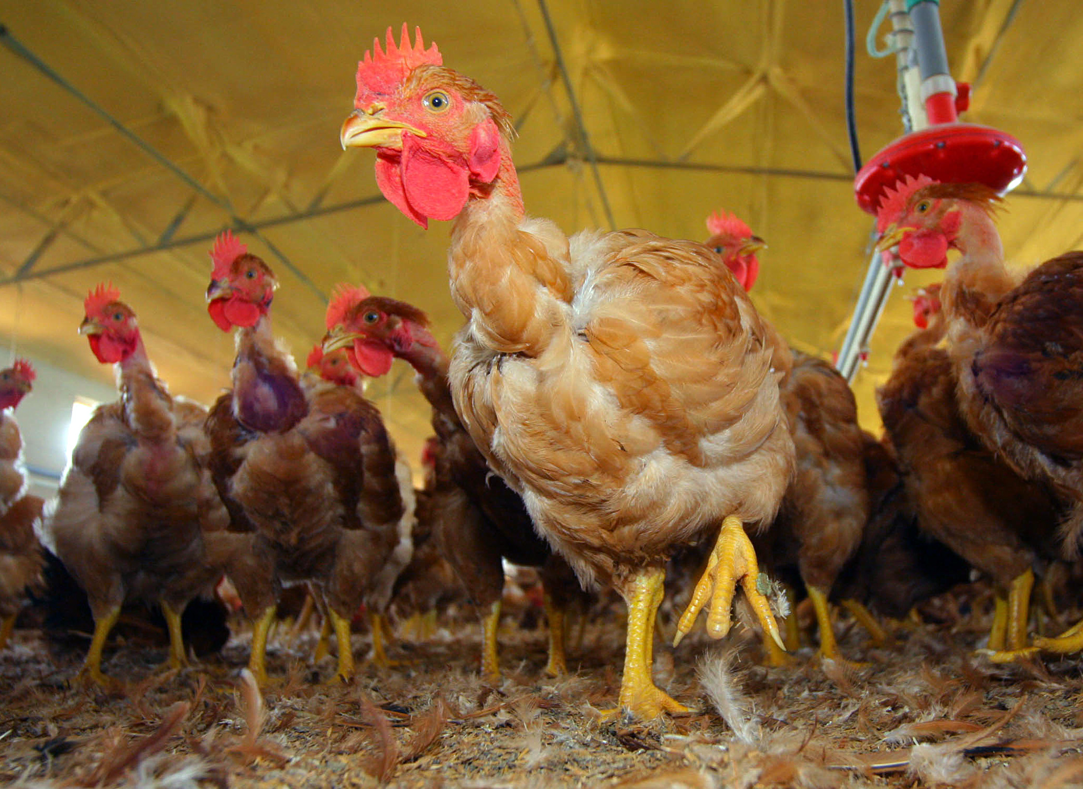 Gripe das aves volta a ser detetada em Sintra