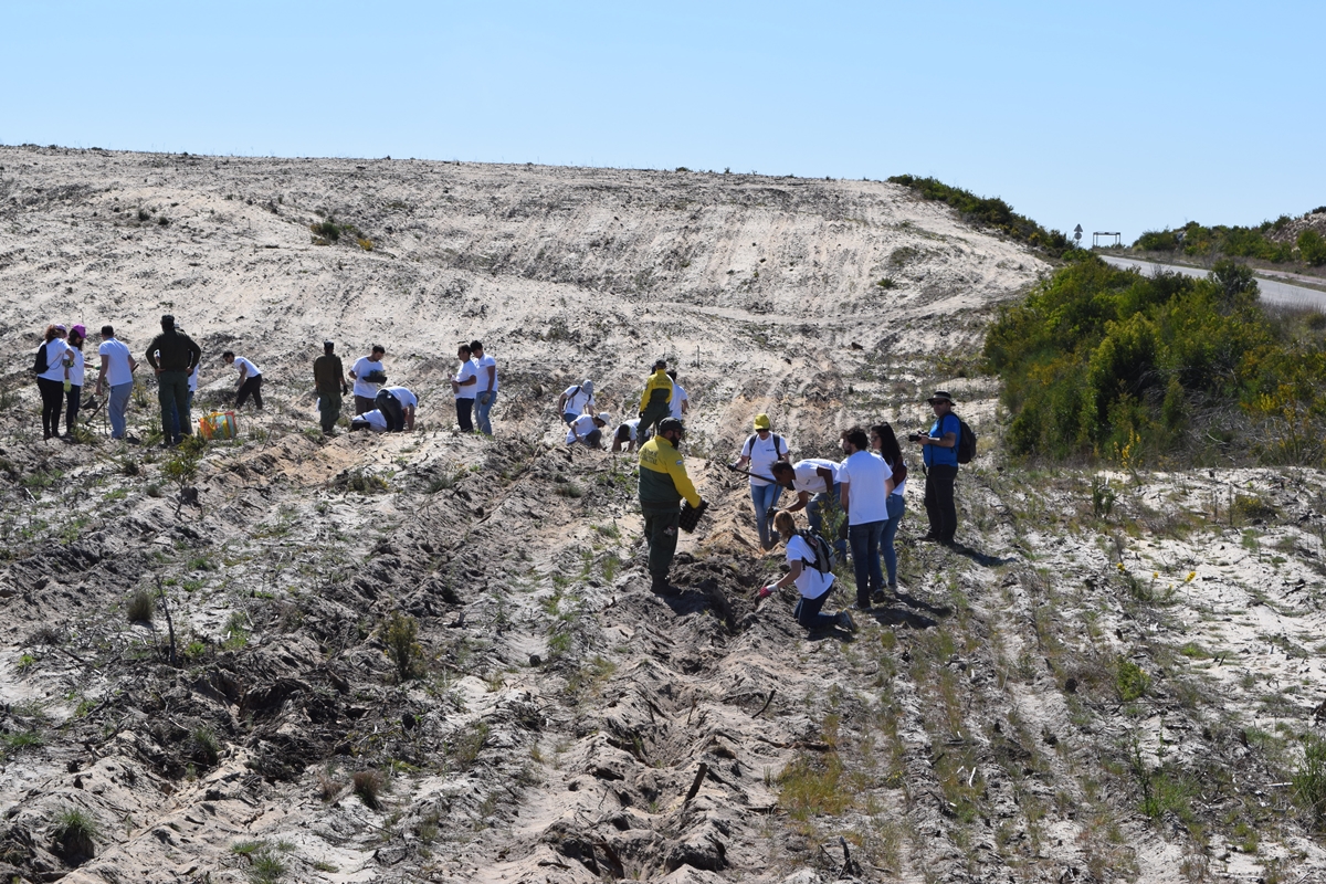 Foram plantados 1600 pinheiros bravos em zonas do Oeste fustigadas pelos fogos