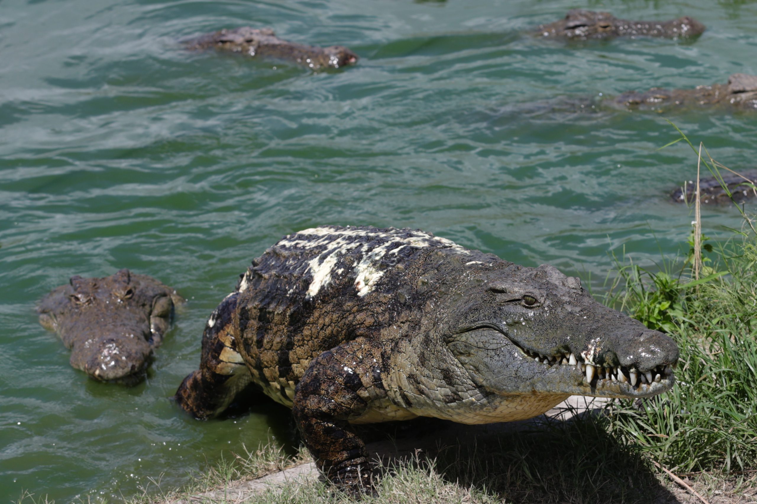 Moçambique: Os 40 magníficos que guardaram 26 mil crocodilos