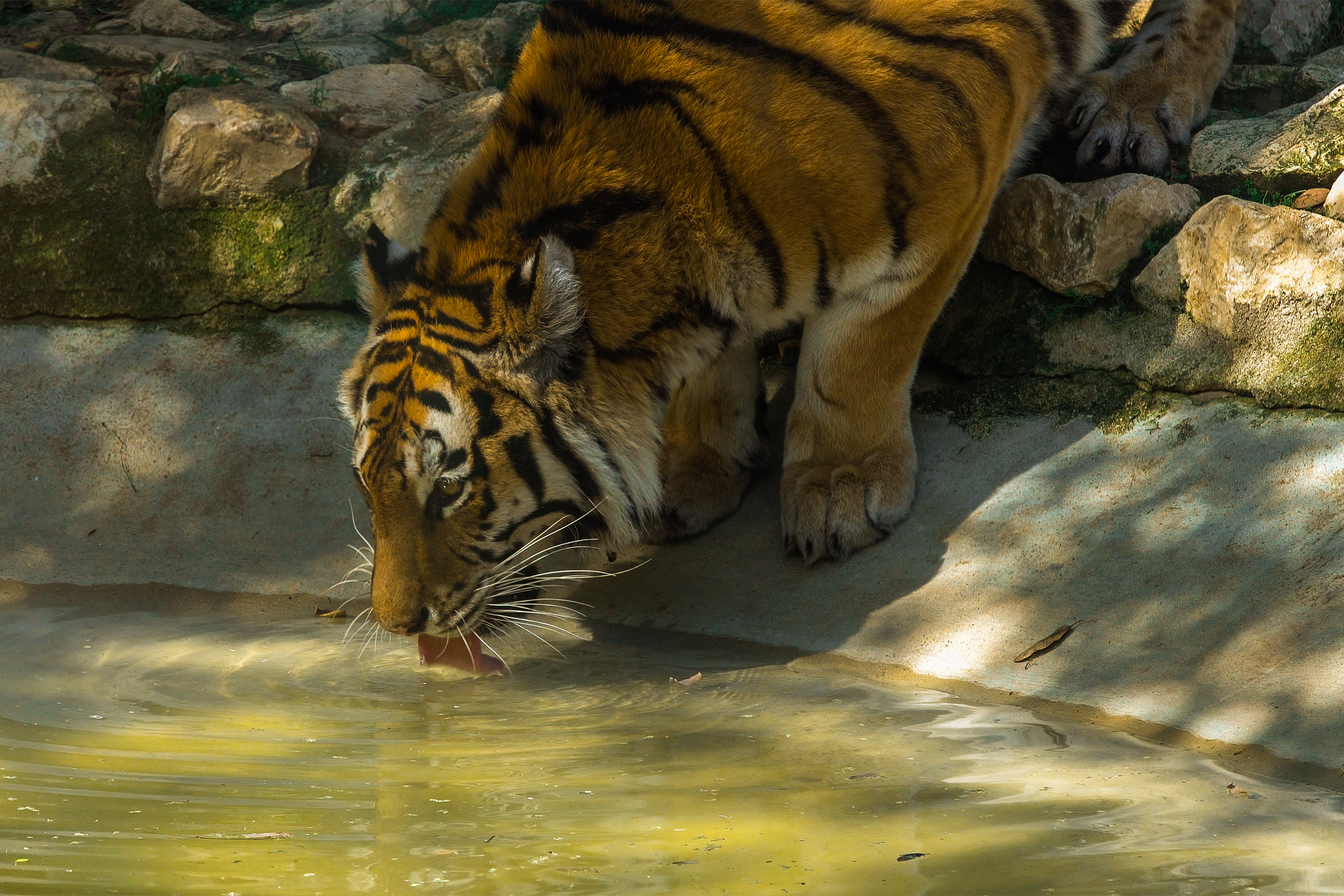Tigerland: o “mais bonito e perigoso dos gatos” é também um milagre da natureza —  que pode estar perto da extinção, se nada mudar