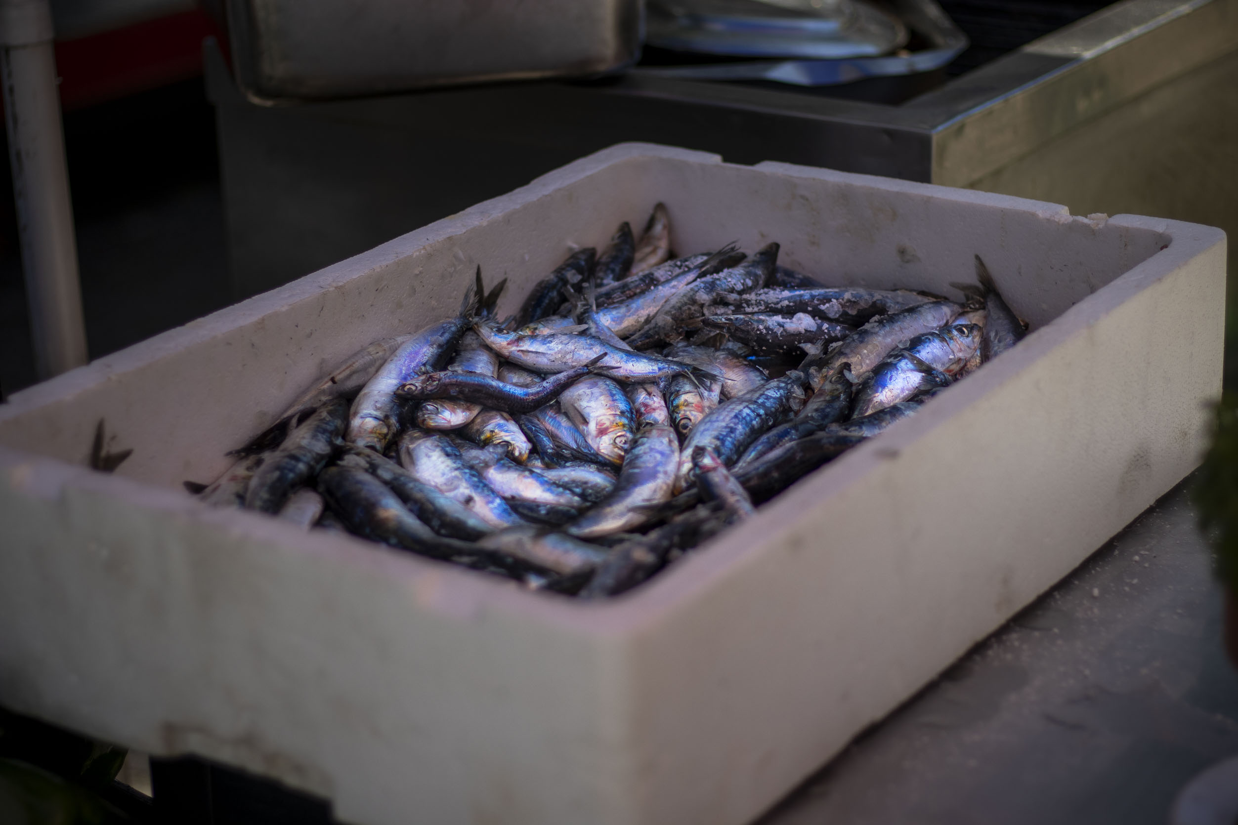 Em véspera de S. João, pescadores de Matosinhos lançam ao mar 20 toneladas de sardinha