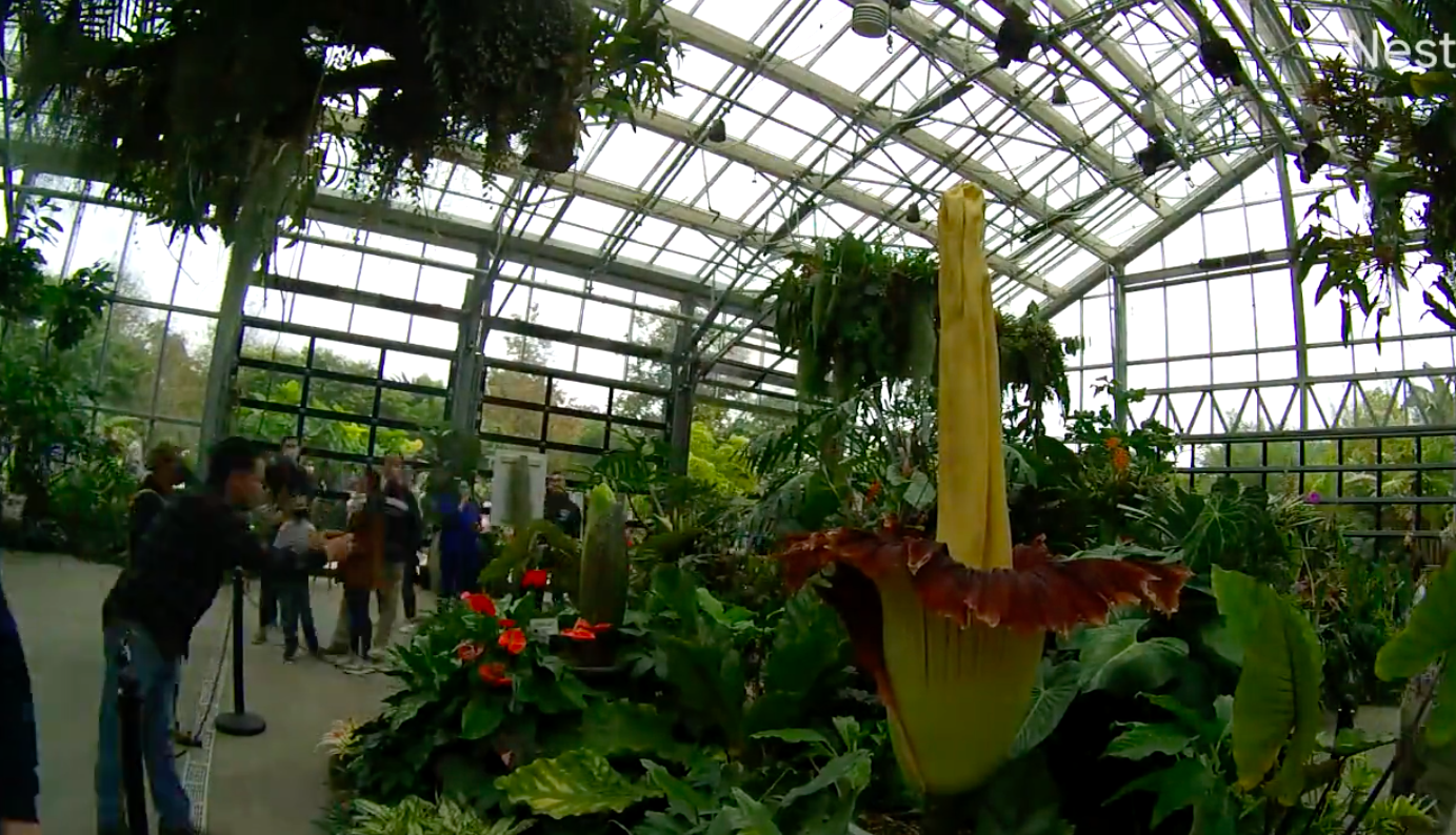 ‘Planta cadáver’ rara que floresce apenas durante 48 horas atrai visitantes a jardim botânico na Califórnia