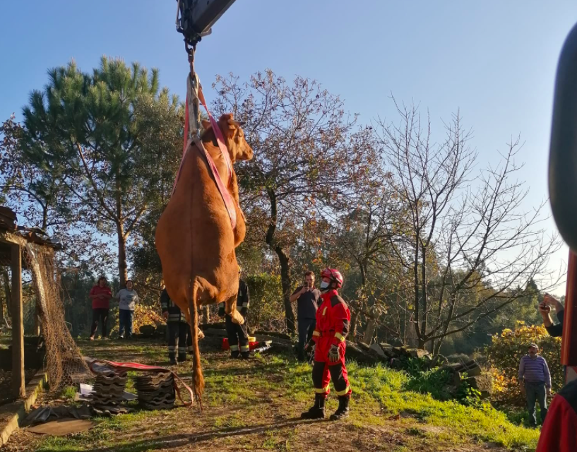 Bombeiros retiraram vaca de 700 quilos de telhado em Barcelos