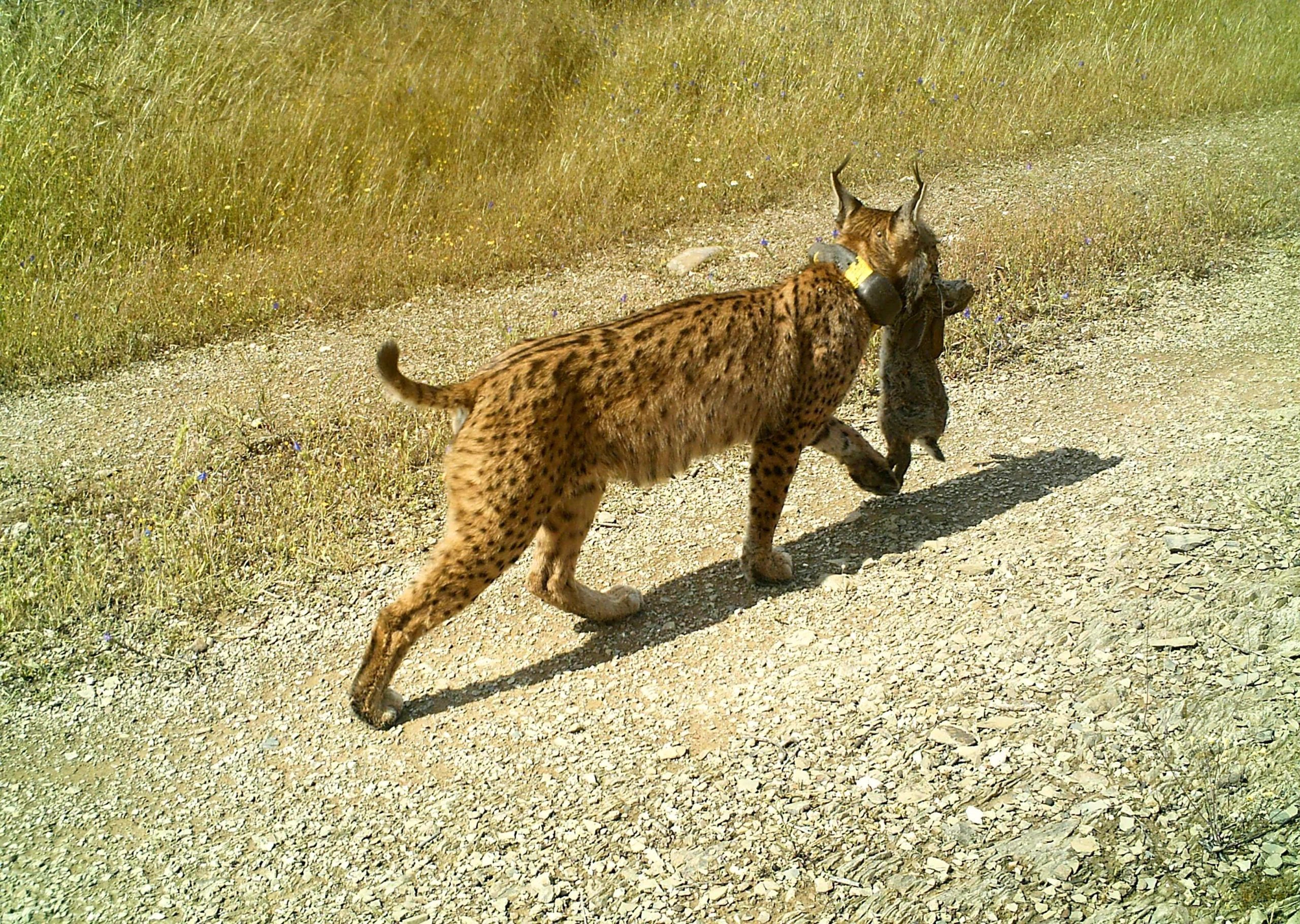 Penamacor vai liderar projeto para reintrodução do lince-ibérico