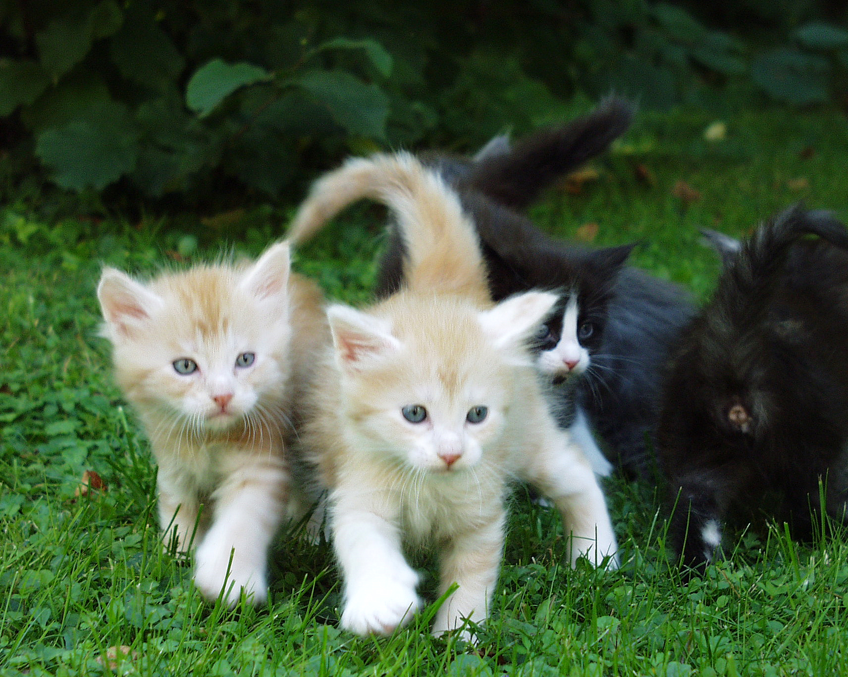 Há novas regras para a compra e venda de animais