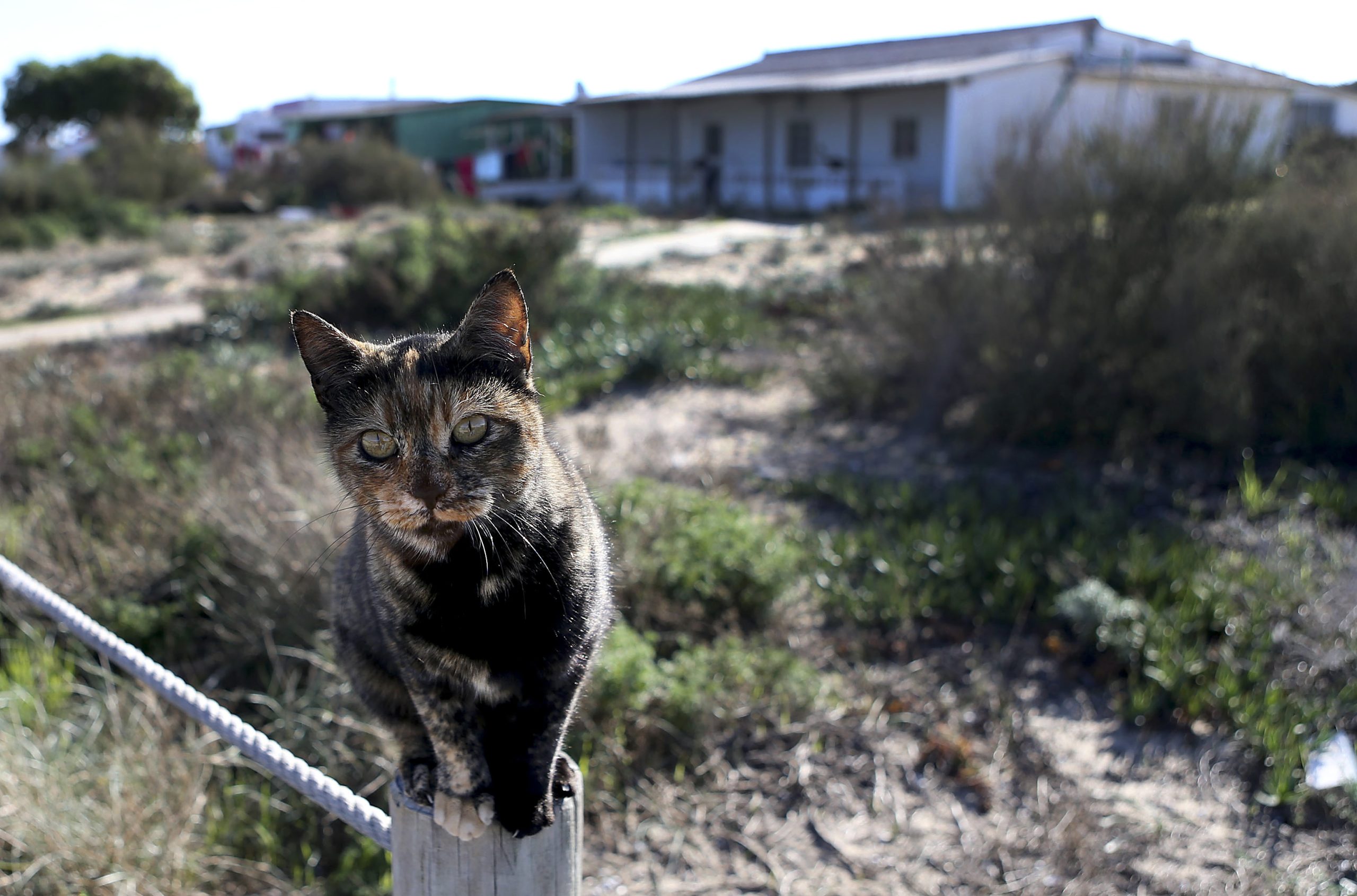 Os gatos matam um milhão de répteis por dia na Austrália e estão a pôr em causa a sobrevivência de várias espécies