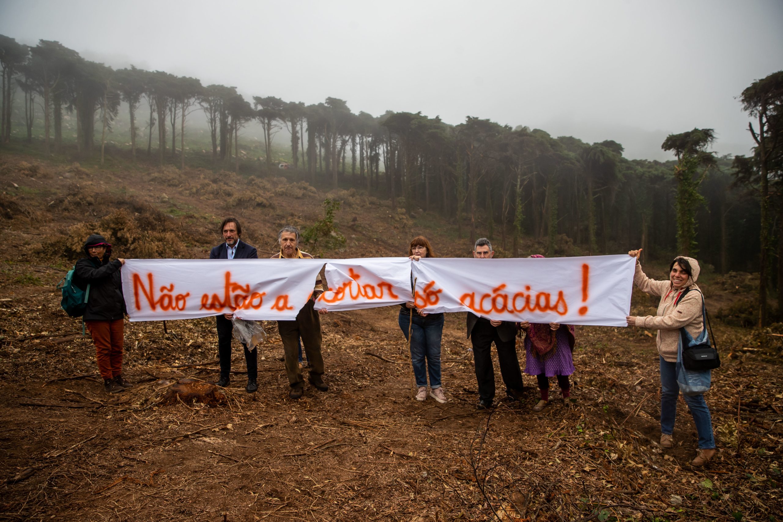 “A intervenção está errada e prejudica o Parque Natural”. Associações ambientalistas protestaram em Cascais contra o abate de árvores na serra de Sintra