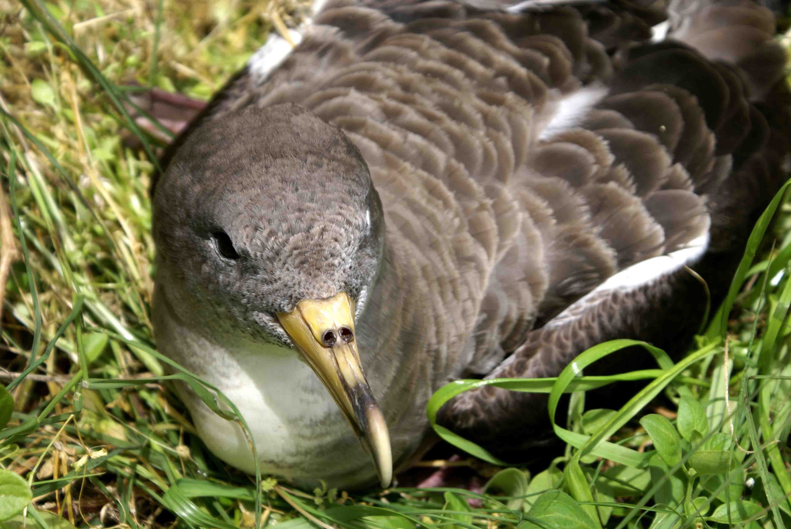 Campanha SOS Cagarro permitiu este ano salvar 2.800 aves nos Açores