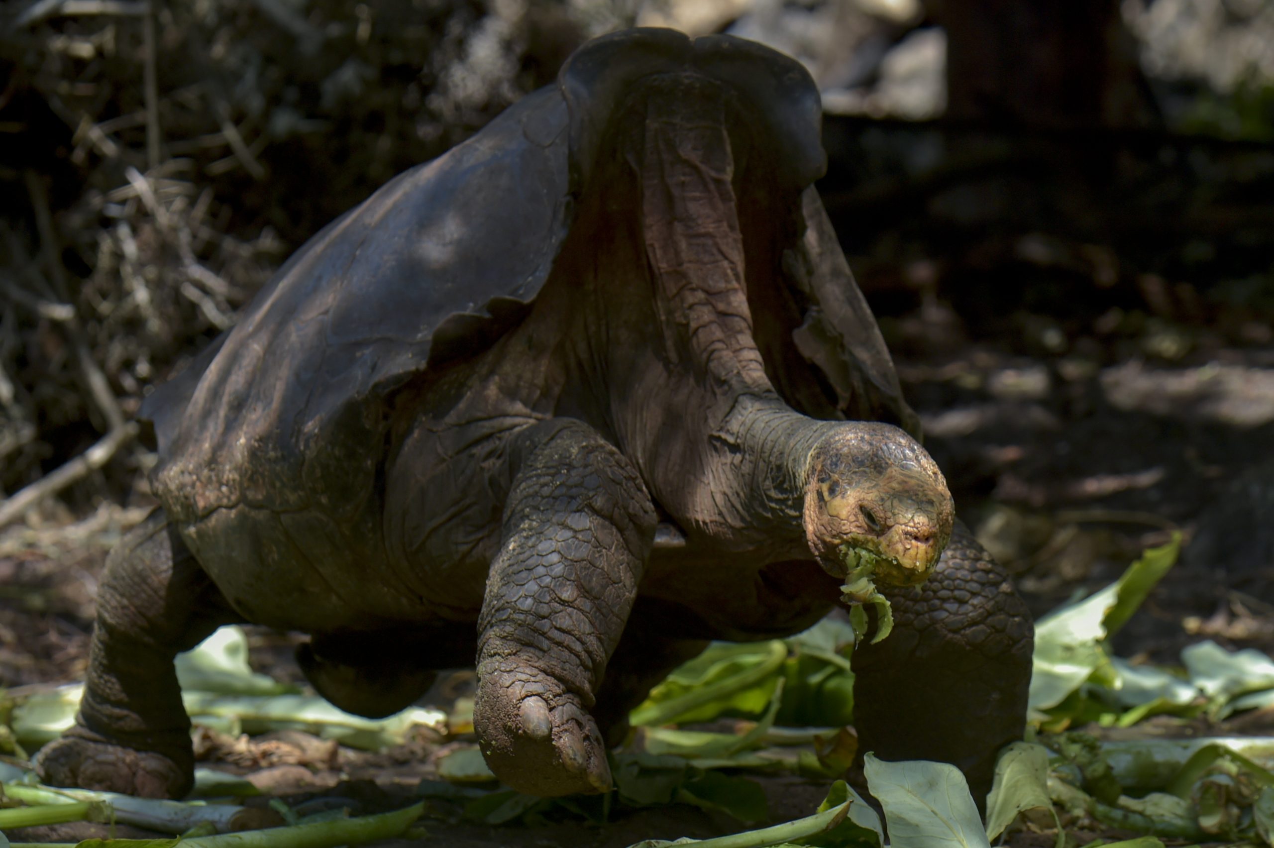 Diego salvou a sua espécie da extinção. Depois de quatro décadas em cativeiro, a tartaruga gigante volta agora à natureza