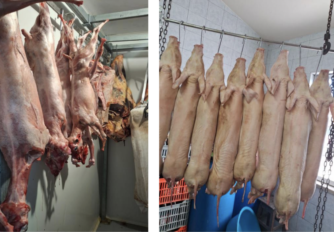 Operação Matanza. ASAE apreende 21 carcaças de animais