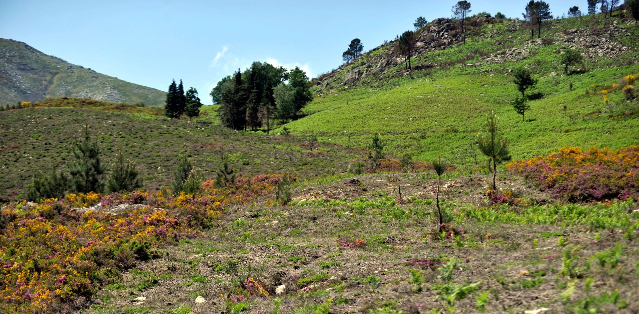 Peneda-Gerês está a procurar mulheres empreendedoras e guardiãs da natureza. Saiba como se inscrever